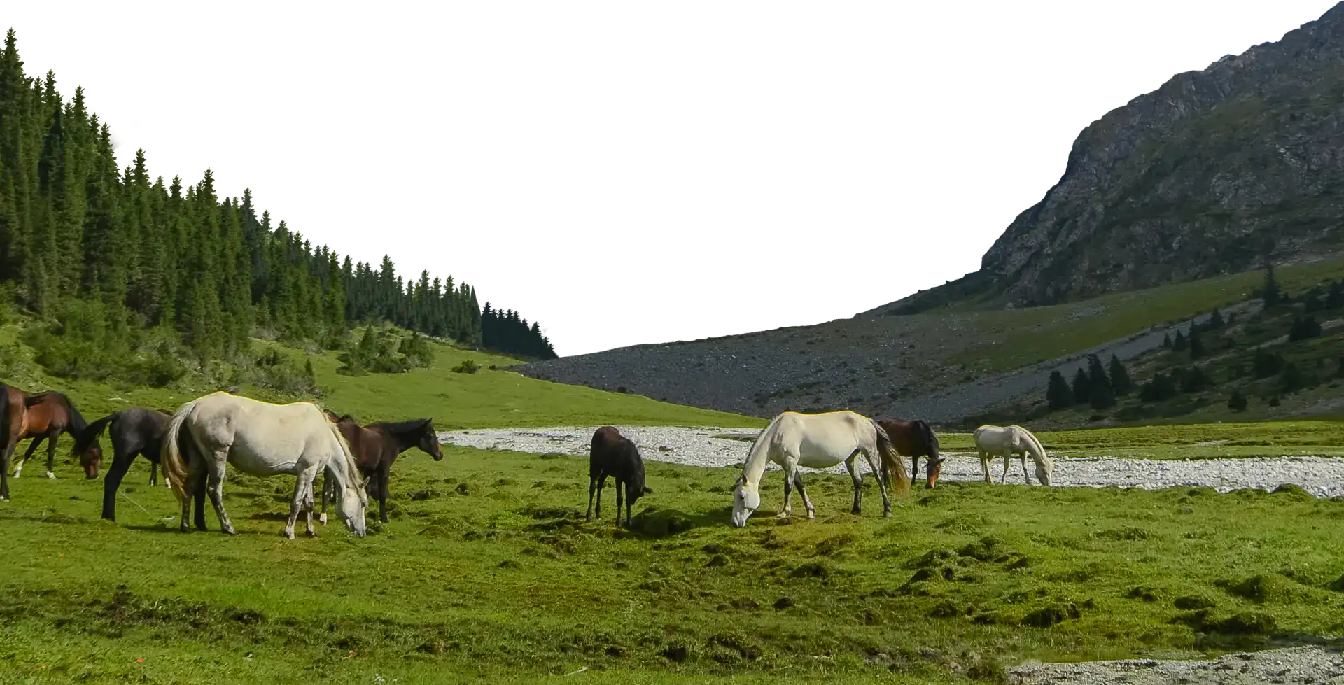 Gorge with horses in png format