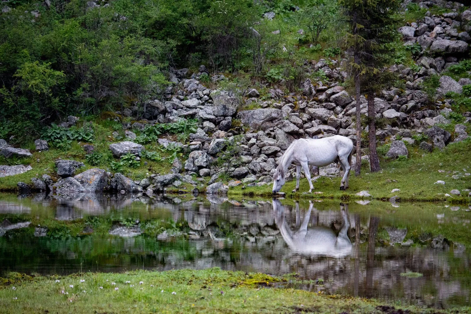 A horse nibbles grass near a pond