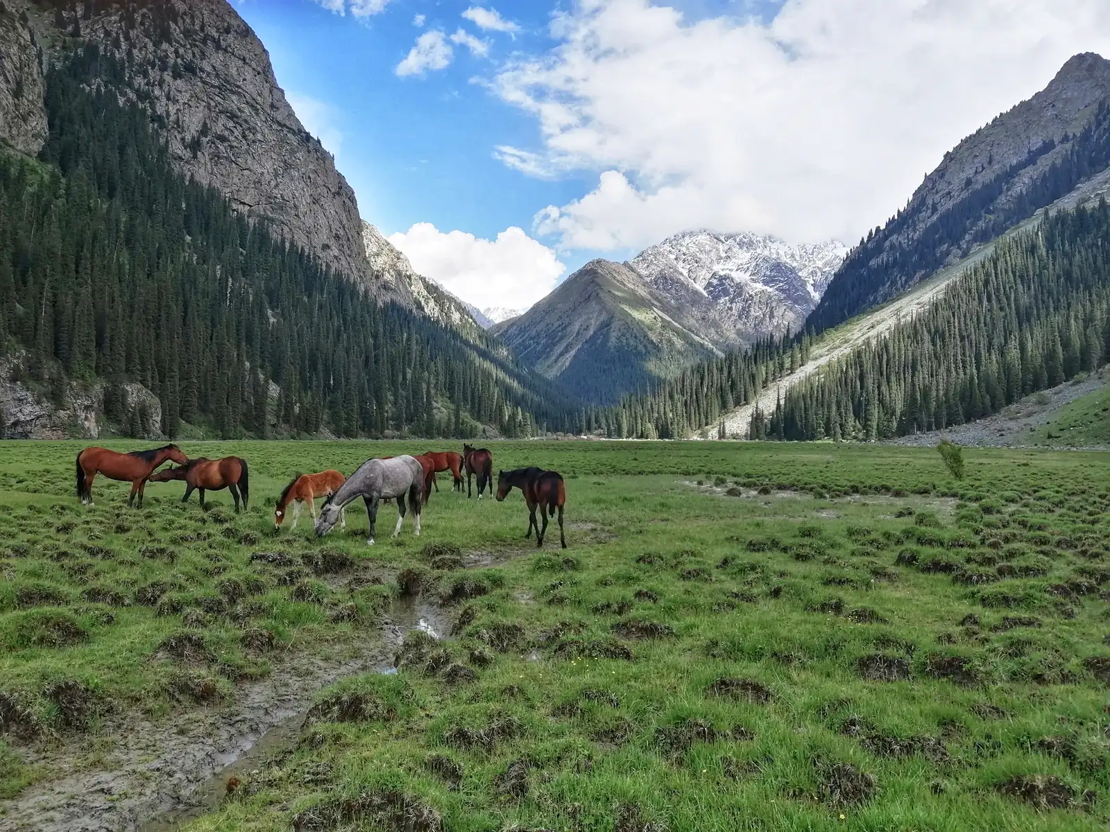 horses graze among the mountains in the Karakol gorge